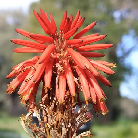 Domaine D'ostriconi-l'agriate Cafe Palasca (Corsica)